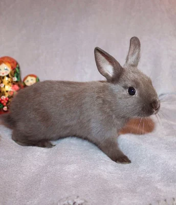 Přátelé! Představujeme vám zakrslé králíčky.